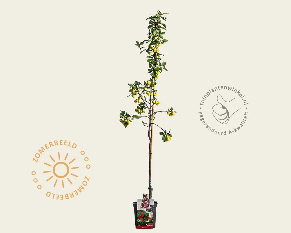 Malus ‘Red Sentinel‘ - laagstam - Nieuw binnen