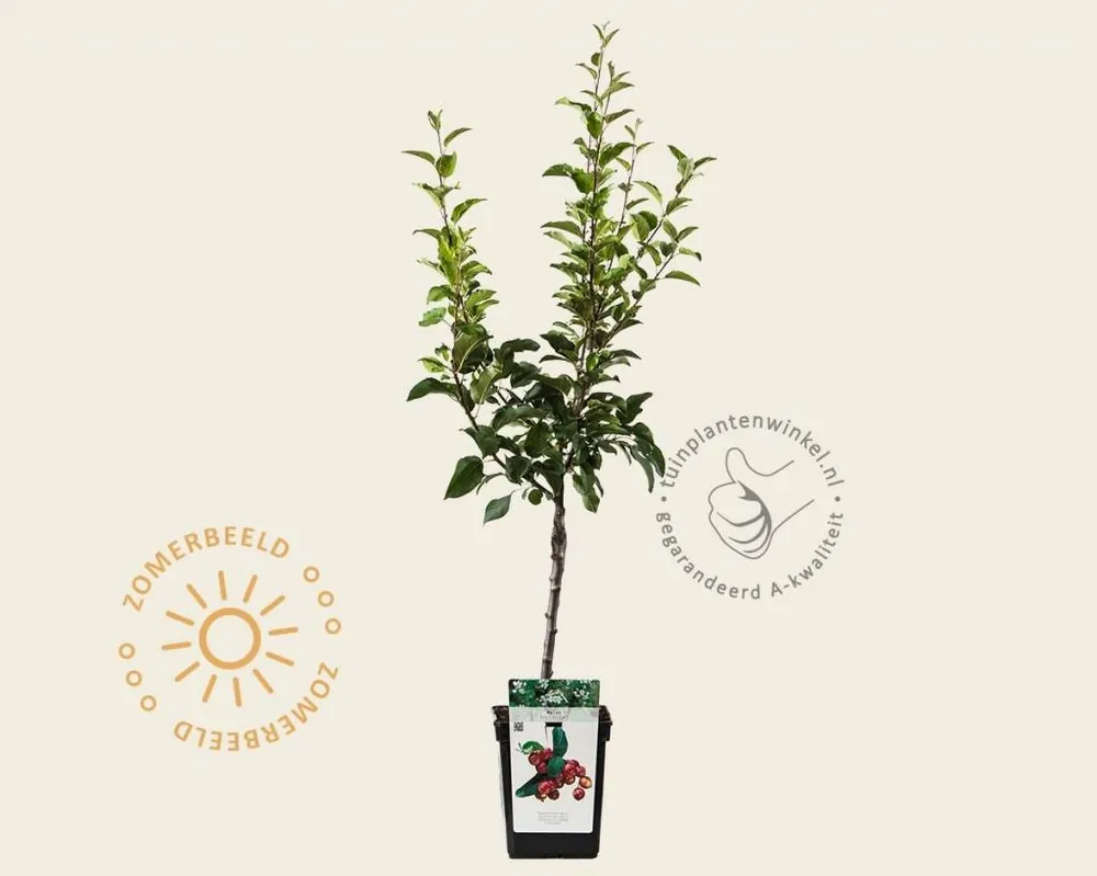 Malus ‘Red Sentinel‘ - mini | Nieuwe release
