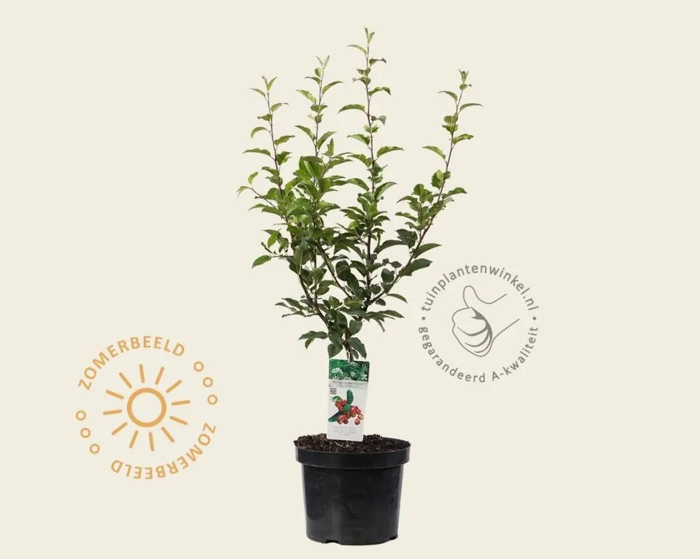 Nieuw in het assortiment | Malus ‘Red Sentinel‘ - struik