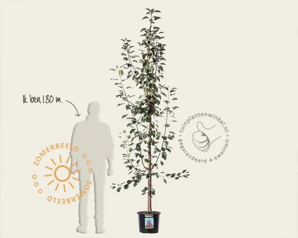 Snelle levering - Malus ‘Rudolph‘ - beveerd