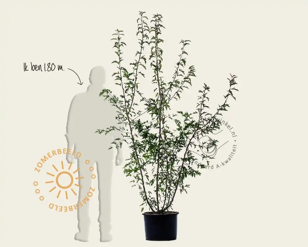 Malus toringo - meerstammig - Favoriet van klanten