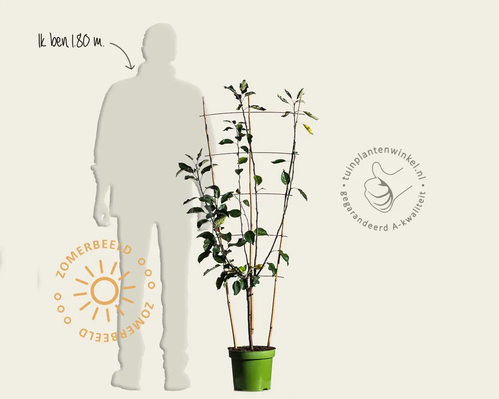 Online kopen - Malus domestica TRIO ‘Cox‘s Orange Pippin‘, ‘Elstar‘ & ‘Golden Pearmain‘ - in rek