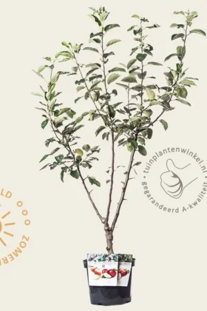 Zojuist toegevoegd | Malus TRIO ‘Elstar‘, ‘Jonagold‘ & ‘Rode Boskoop‘