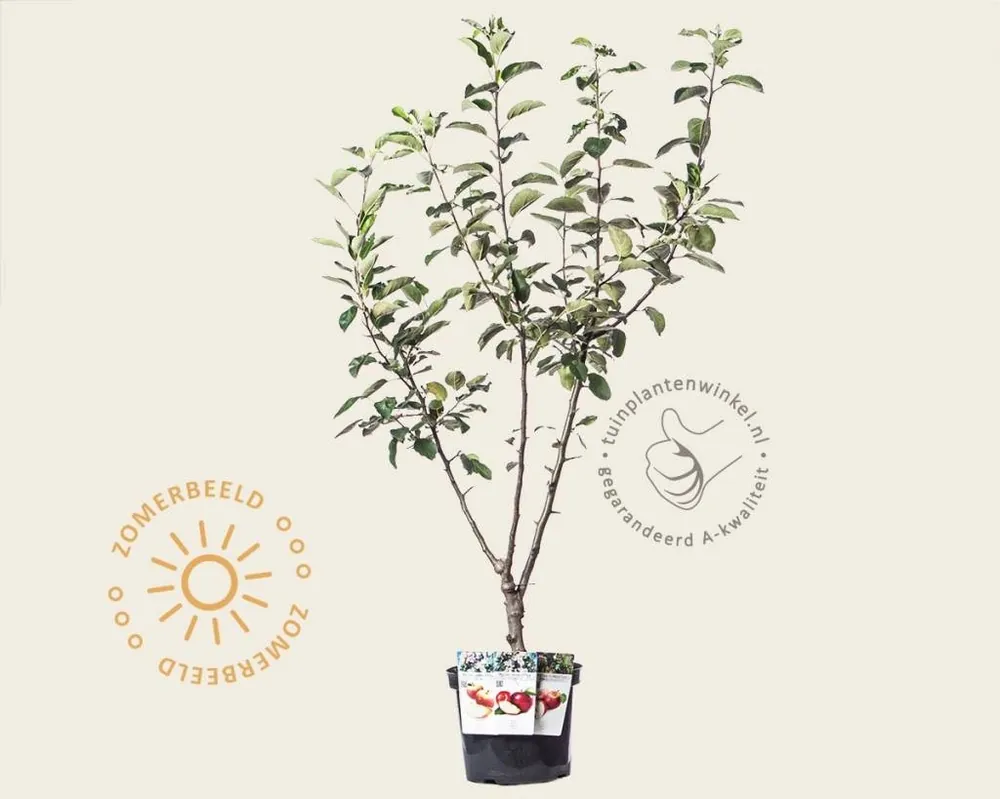Zojuist toegevoegd | Malus TRIO ‘Elstar‘, ‘Jonagold‘ & ‘Rode Boskoop‘