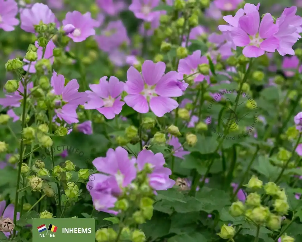 Bestseller - Malva moschata