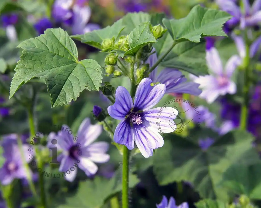 Tijdelijke aanbieding - Malva sylvestris ‘Primley Blue‘