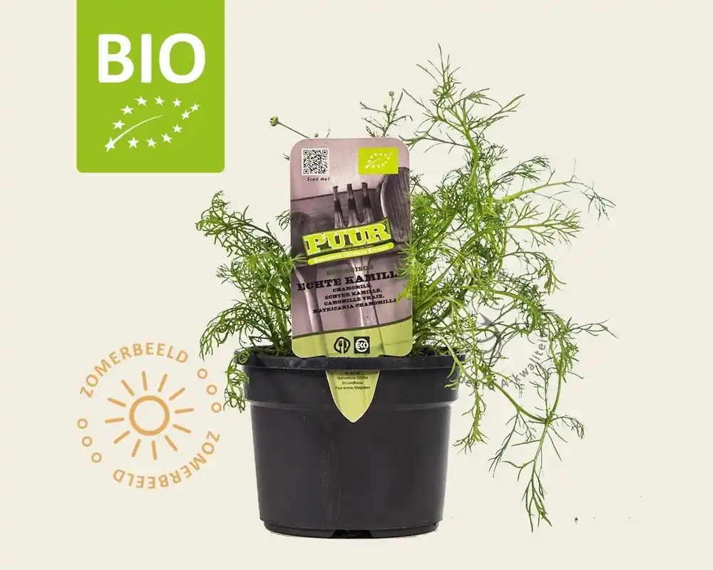 Matricaria chamomilla Puur | Direct van de fabrikant