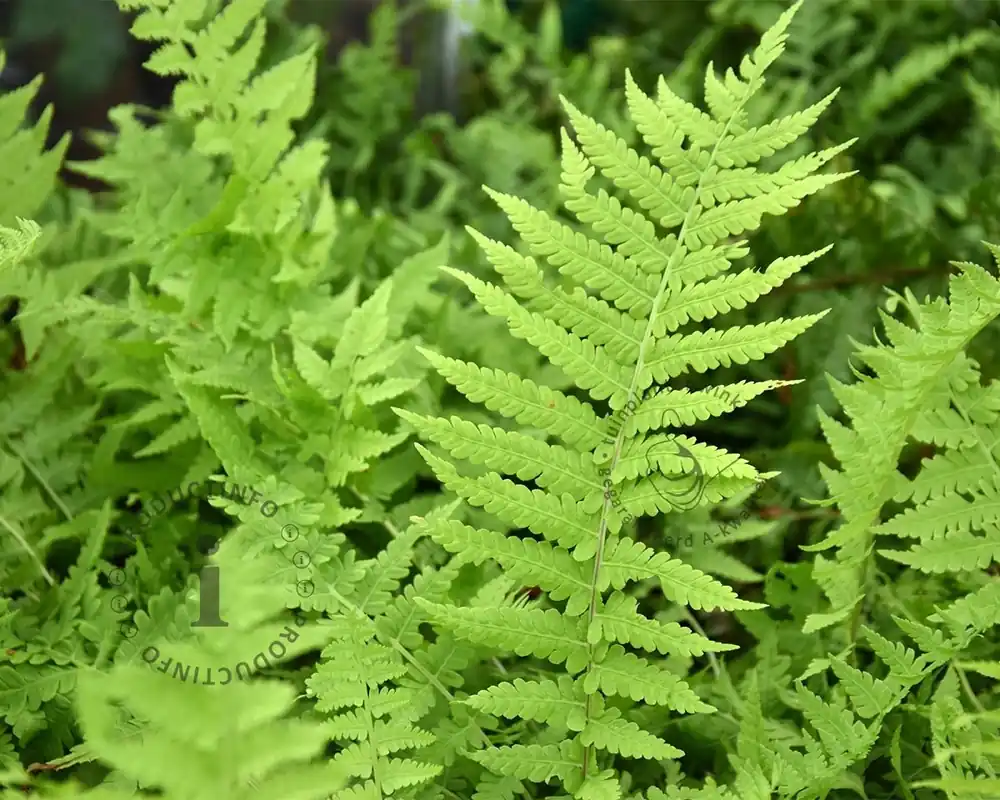 Matteuccia struthiopteris - Nu kopen