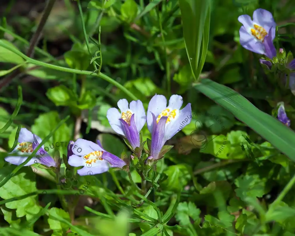Mazus reptans | Actie loopt bijna af