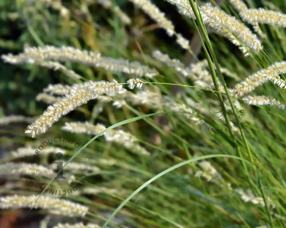 Melica ciliata - Gratis retourneren