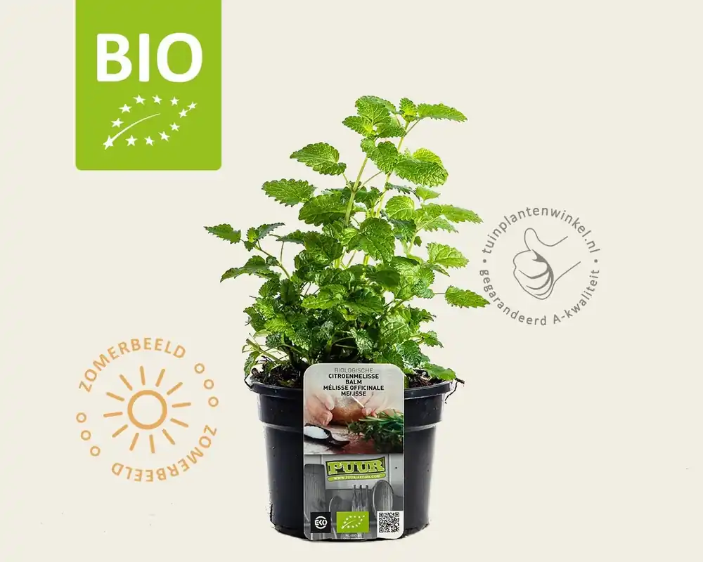 Melissa officinalis Puur | Meest verkocht