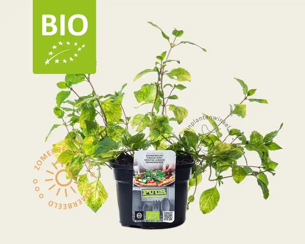 Mentha gracilis ‘Ginger‘ Puur - Veilig winkelen