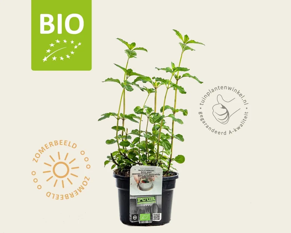 Net gelanceerd | Mentha piperita ‘Basilicum‘ Puur