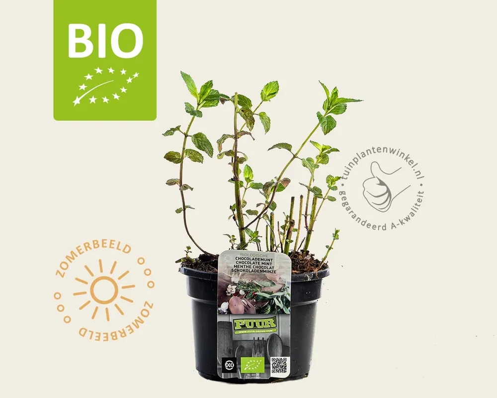 Eenvoudig retourneren | Mentha piperita ‘Chocolate‘ Puur