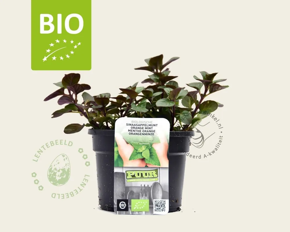 Mentha piperita ‘Orange‘ - Puur | Nog maar een paar beschikbaar