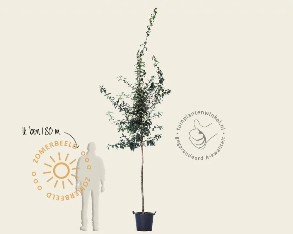 Dagdeal - Mespilus germanica
