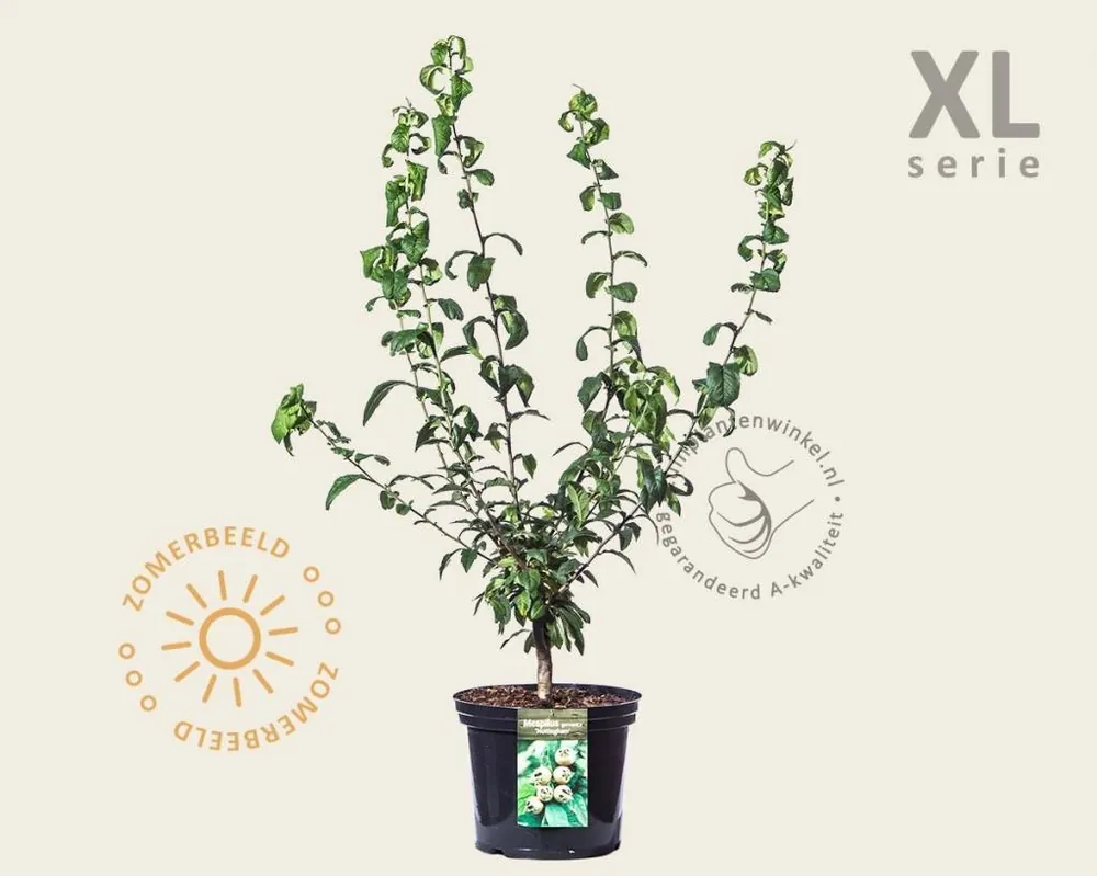 Speciale aanbieding - Mespilus germanica ‘Nottingham‘ - XL