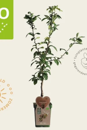 Zolang de voorraad strekt - Mespilus germanica ‘Westerveld‘ - BIO mini