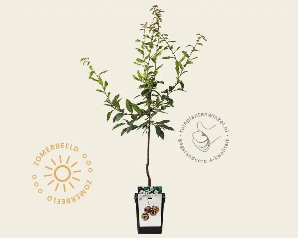 Snelle verzending | Mespilus germanica ‘Westerveld‘ - mini