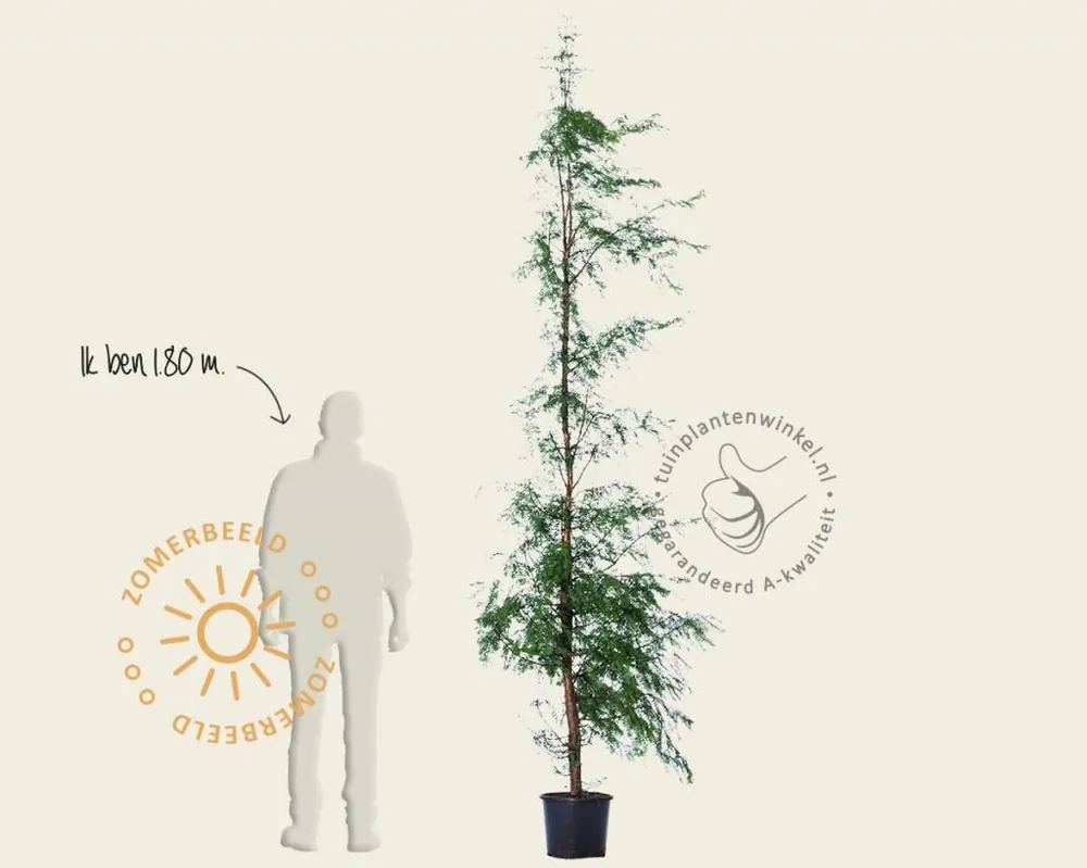 Meest verkocht - Metasequoia glyptostroboides - beveerd