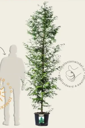 Zeer goed beoordeeld | Metasequoia glyptostroboides - beveerd