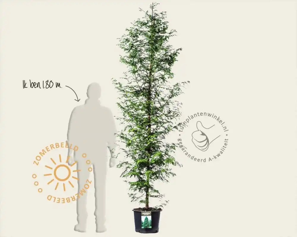 Zeer goed beoordeeld | Metasequoia glyptostroboides - beveerd