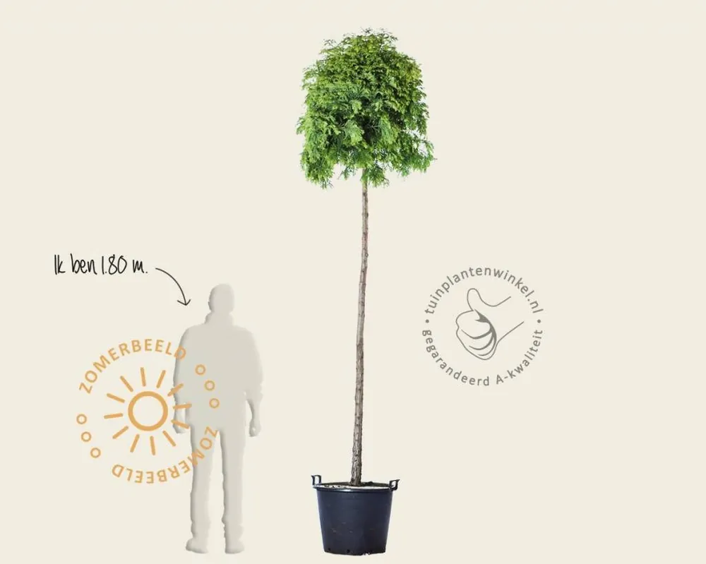 Metasequoia glyptostroboides ‘Matthaei Broom‘ | Actie loopt bijna af