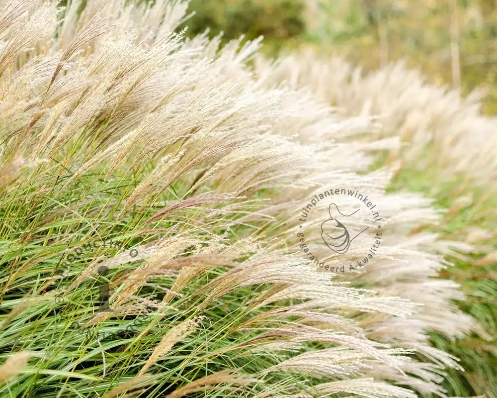 Voorraad bijna op | Miscanthus sinensis ‘Adagio‘