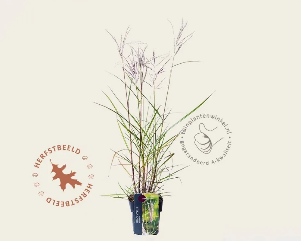 Spoedlevering - Miscanthus sinensis ‘Aperitif‘