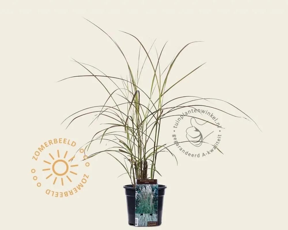 Outlet | Miscanthus sinensis ‘China‘