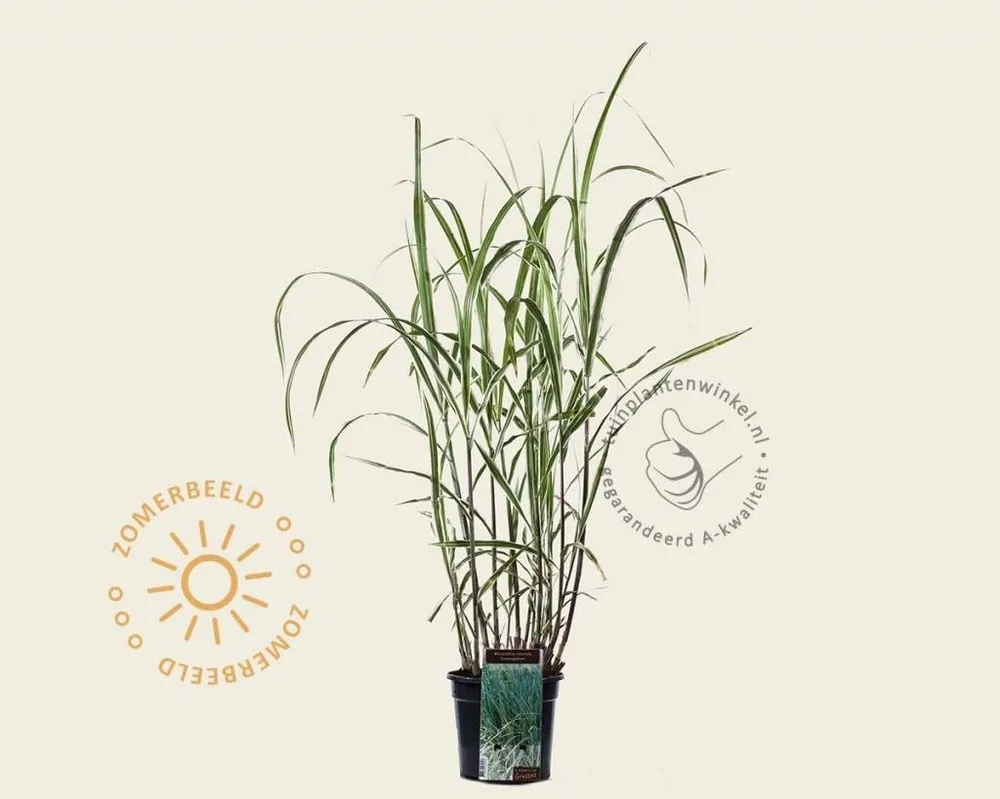 Topdeal - Miscanthus sinensis ‘Cosmopolitan‘