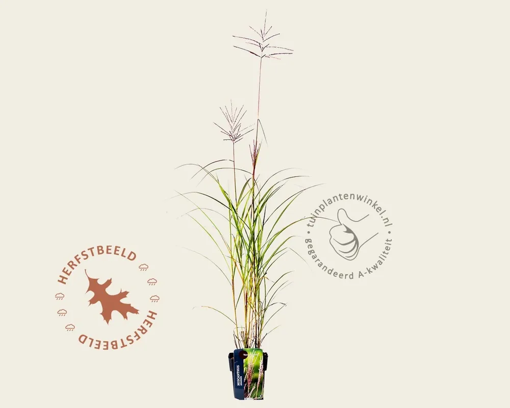 Direct beschikbaar | Miscanthus sinensis ‘Ferner Osten‘