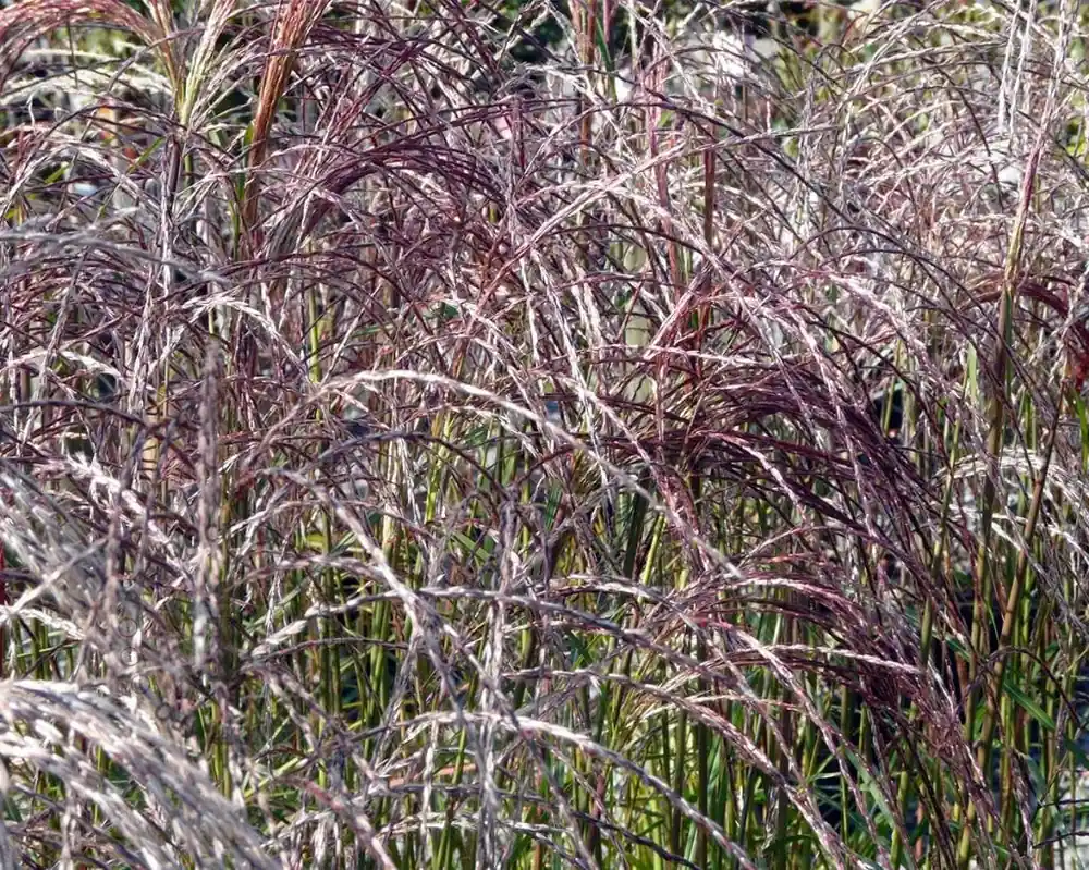 Bestel vandaag - Miscanthus sinensis ‘Flamingo‘