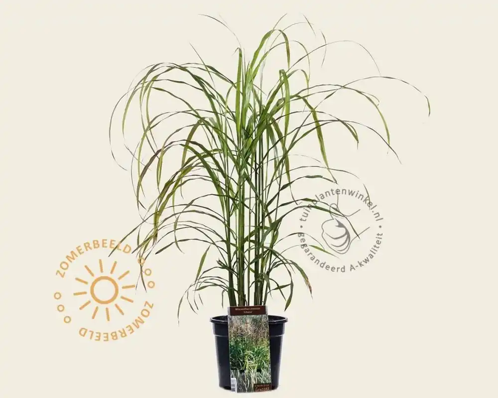 Miscanthus sinensis ‘Ghana‘ | Voordeelprijs