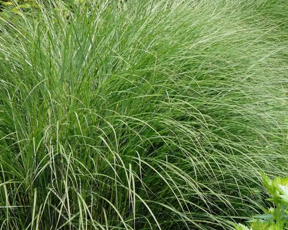 Sale | Miscanthus sinensis ‘Gracillimus‘