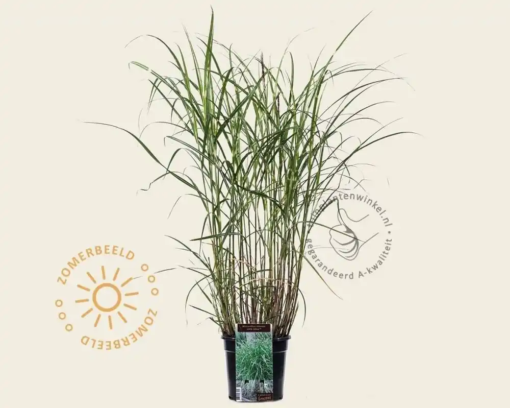 Expreslevering - Miscanthus sinensis ‘Little Zebra‘
