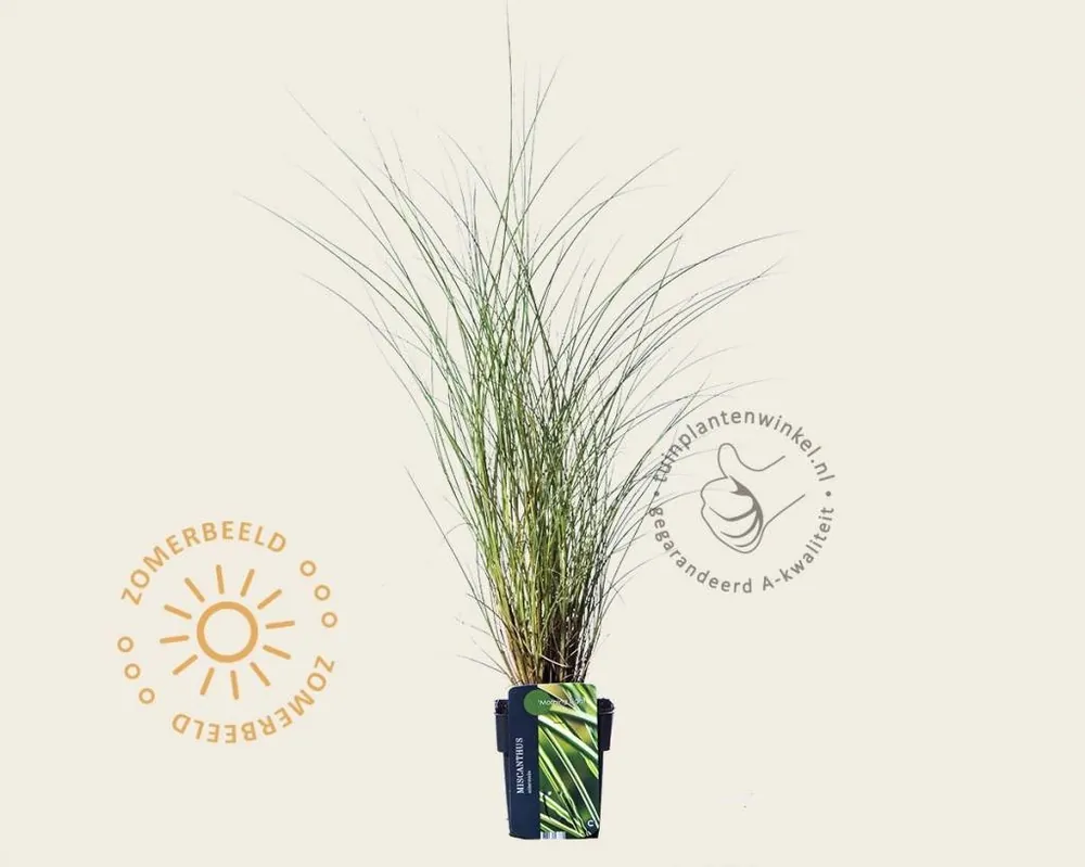 Dagdeal - Miscanthus sinensis ‘Morning Light‘