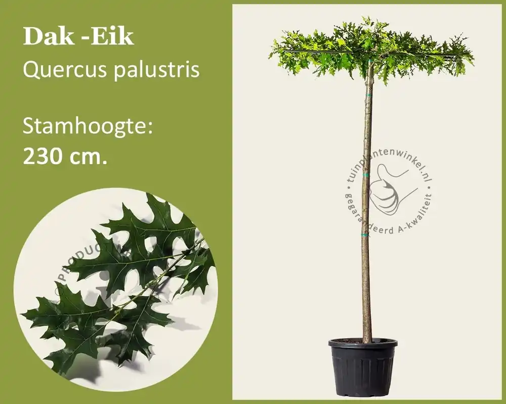 Nieuw - Moeraseik dakboom