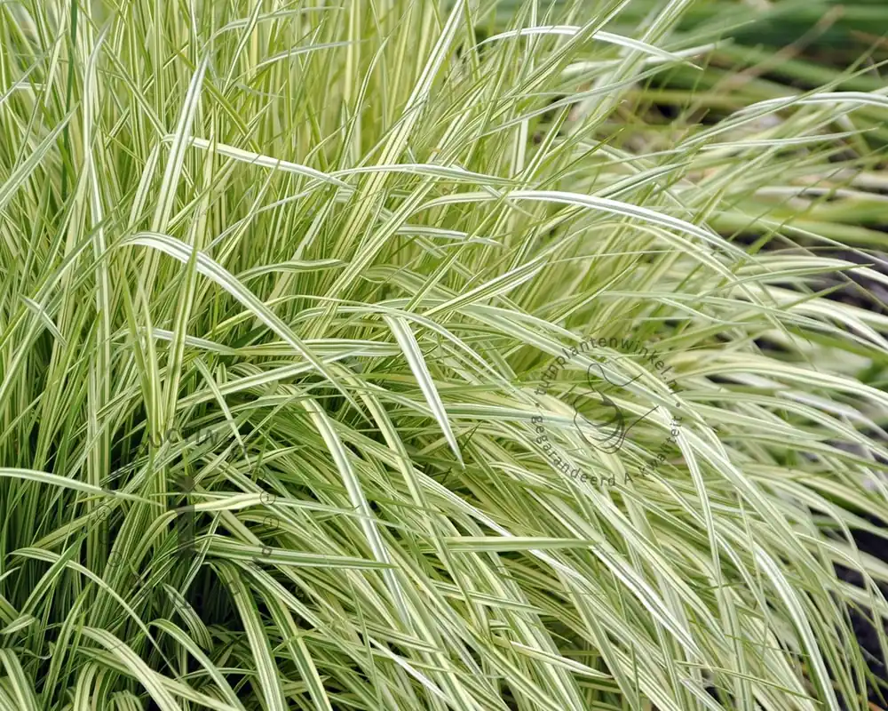 Verlaagde prijs | Molinia caerulea ‘Variegata‘