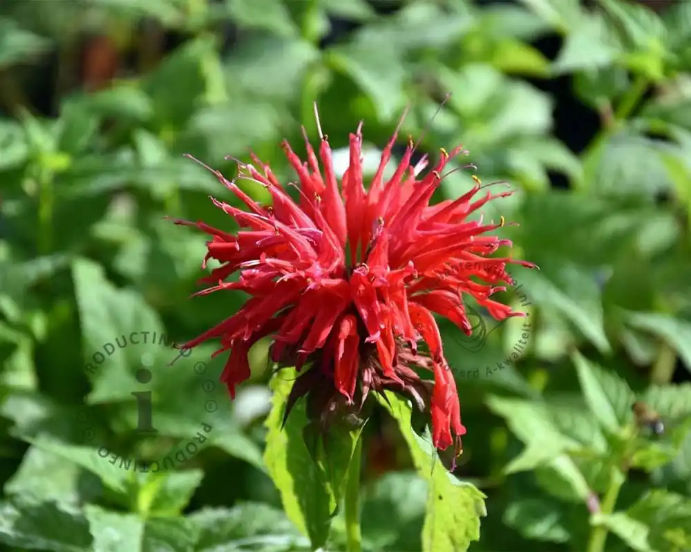 Voordeelprijs | Monarda ‘Cambridge Scarlet‘