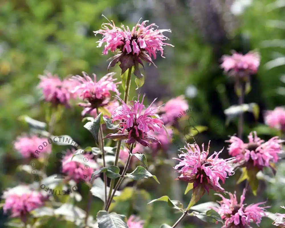 Monarda ‘Croftway Pink‘ | Zeer goed beoordeeld