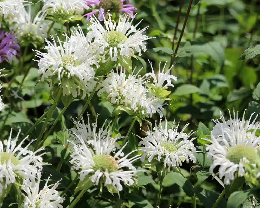 Monarda ‘Schneewittchen‘ | Erg populair