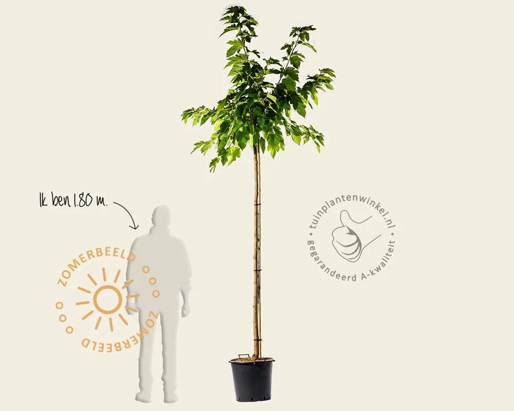 Morus alba ‘Fruitless‘ - hoogstam | Topdeal