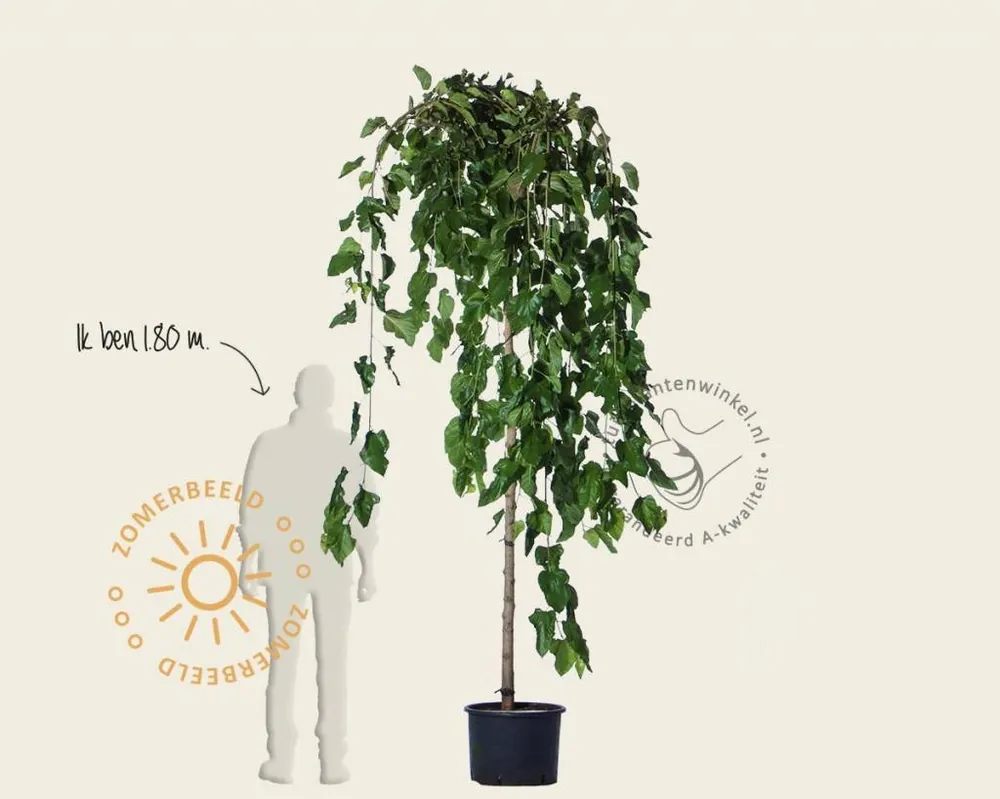 Morus alba ‘Pendula‘ - 200 cm stam - Actie