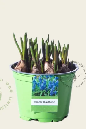 Muscari aucheri ‘Blue Magic‘ | Koop vandaag