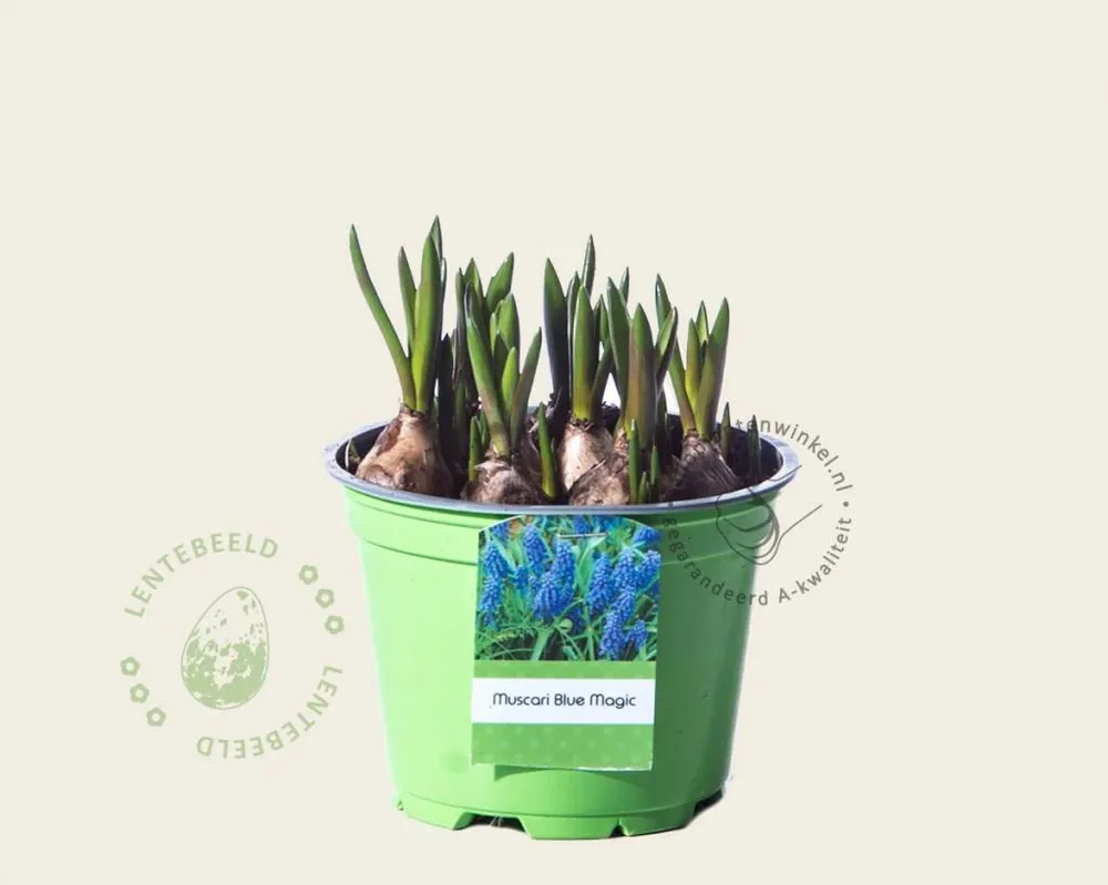 Muscari aucheri ‘Blue Magic‘ | Koop vandaag