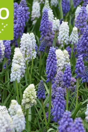 Zojuist toegevoegd - Muscari Mix - BIO
