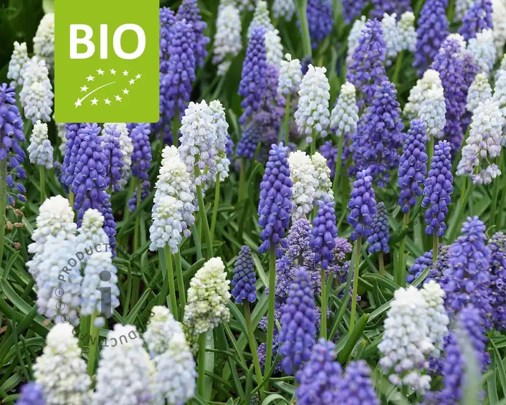 Zojuist toegevoegd - Muscari Mix - BIO