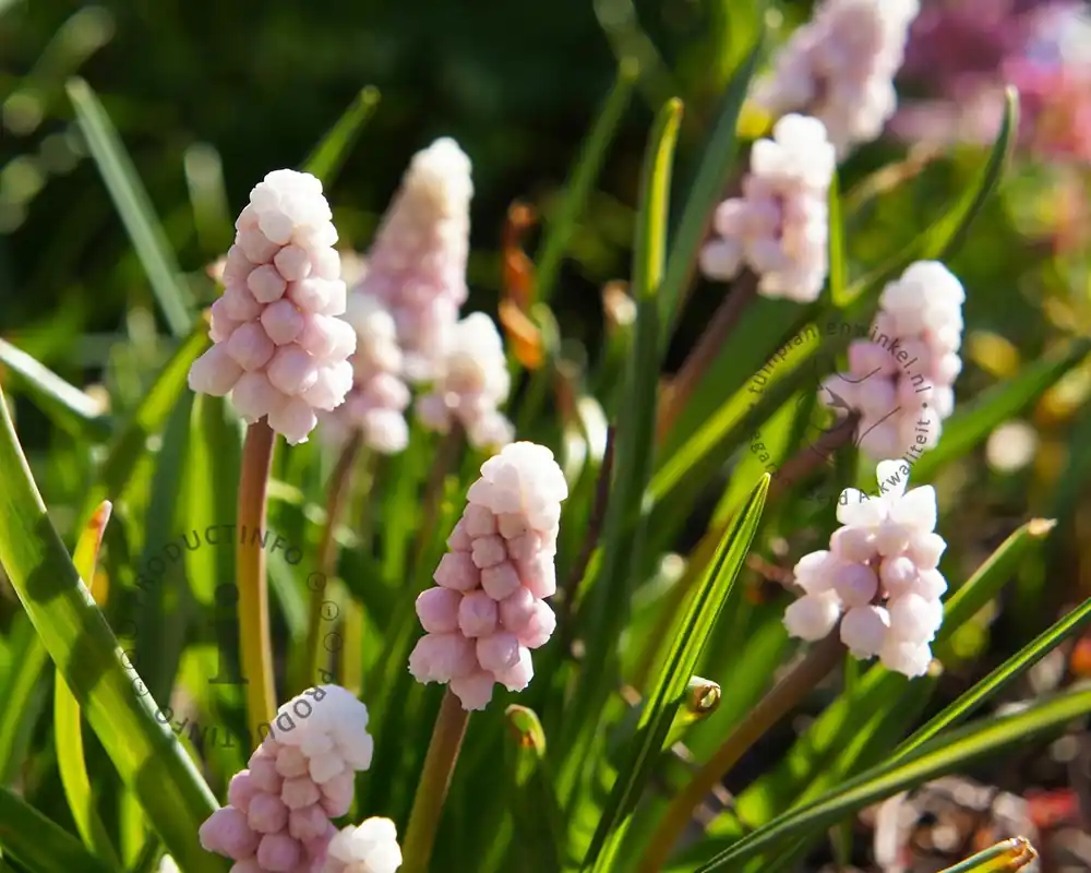 Muscari ‘Pink Sunrise‘ - Net gelanceerd