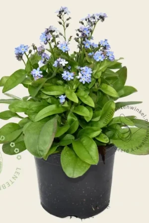 Myosotis arvensis | Korting